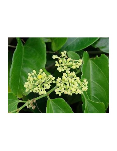 1 Enredadera del diablo (Cissus verticillata) Plantas ornamentales No wisteria - Compra en linea