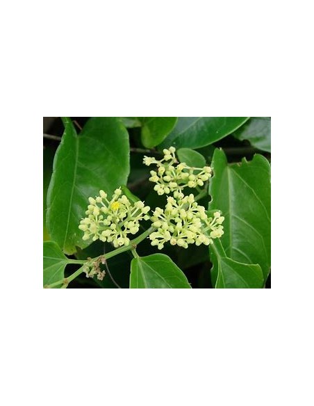 1 Enredadera del diablo (Cissus verticillata) Plantas ornamentales No wisteria - Compra en linea