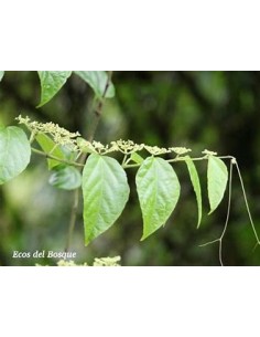 1 Devil's bindweed (Cissus... 2