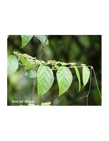 1 Devil's bindweed (Cissus verticillata)...