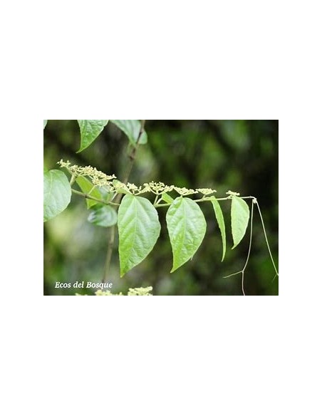 1 Enredadera del diablo (Cissus verticillata) Plantas ornamentales No wisteria - Compra en linea