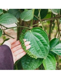1 Royal black pepper (Vine)...