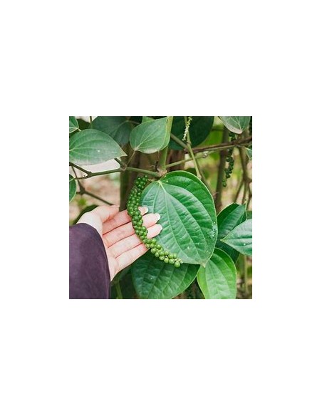 1 Pimienta negra real (Enredadera) Piper nigrum - Pimienta (Especia) lista para tu jardín