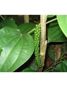 1 Royal black pepper (Vine)... 2
