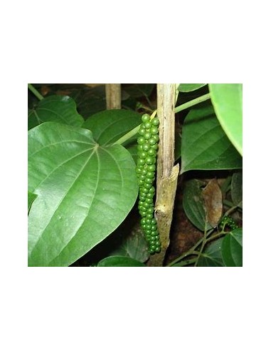 1 Royal black pepper (Vine) Piper nigrum -...