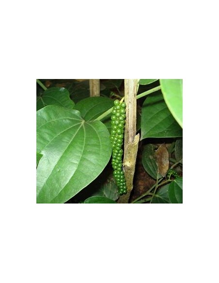 1 Pimienta negra real (Enredadera) Piper nigrum - Pimienta (Especia) lista para tu jardín