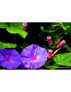 1 Ipomea de arbol (Ipomea...