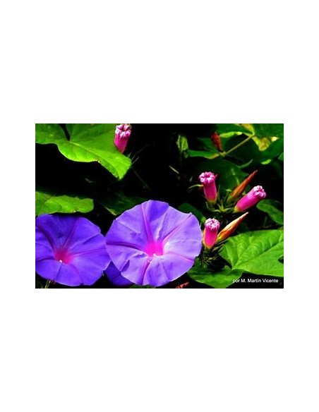 1 Ipomea de arbol (Ipomea b.) Unica ipomea que es un arbol y no una enredadera - 100% Mexicanas