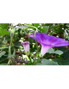 1 Ipomea de arbol (Ipomea... 2