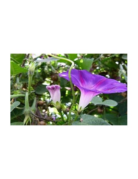 1 Ipomea de arbol (Ipomea b.) Unica ipomea que es un arbol y no una enredadera - 100% Mexicanas