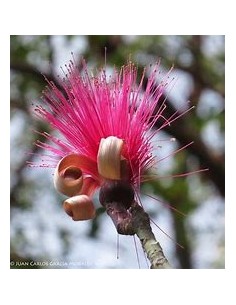 1 Lele tree (Pseudobombax...