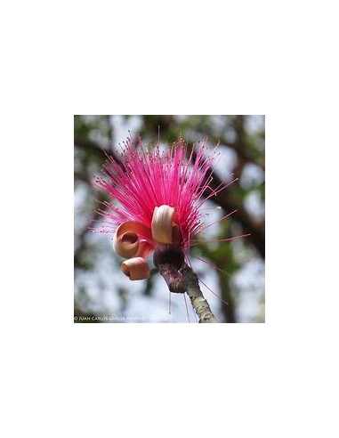 1 Arbolito de Lele (Pseudobombax ellipticum) Arbol cepillo rosado - Bella sombra y flores