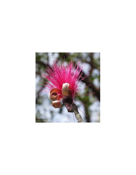 1 Lele tree (Pseudobombax ellipticum) Pink brush tree - Beautiful shade and flowers
