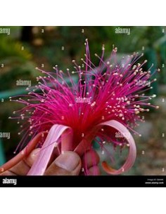 1 Lele tree (Pseudobombax... 2