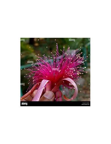 1 Lele tree (Pseudobombax ellipticum) Pink...