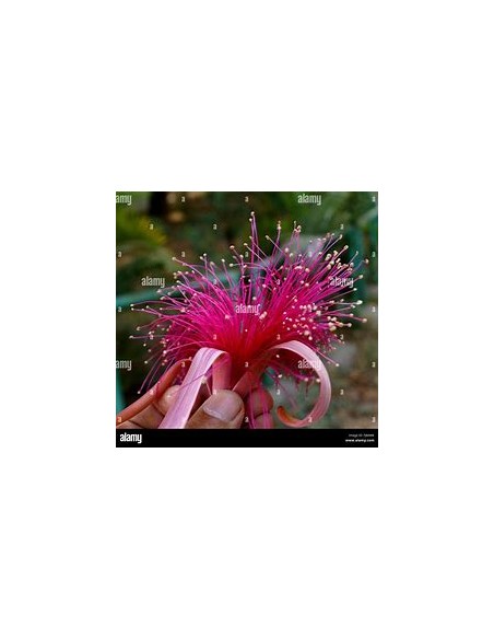 1 Lele tree (Pseudobombax ellipticum) Pink brush tree - Beautiful shade and flowers