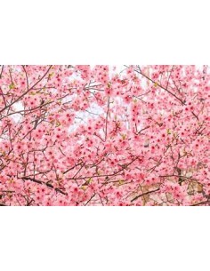 1 Japanese cherry tree...