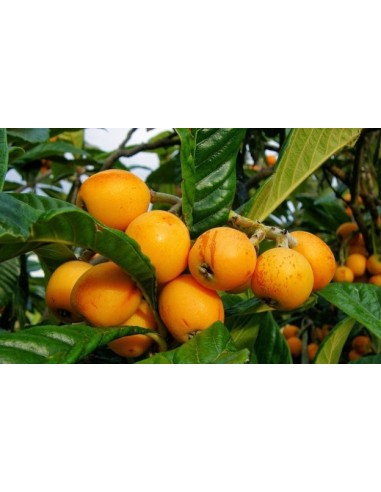 1 Arbol de Nispero Japones -Loquat- (Eryobotrya japonica) Mispero - Arboles exoticos Victor Mendoza - Mercadolibre