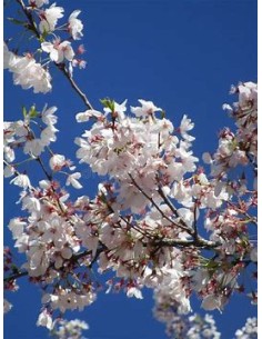 1 Japanese Cherry...