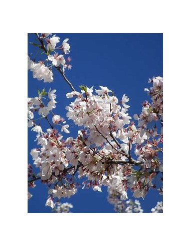 1 Japanese Cherry ''Shogetsu'' (80 cms) Grafts flowering in Mexico - THE KING OF PLANTS