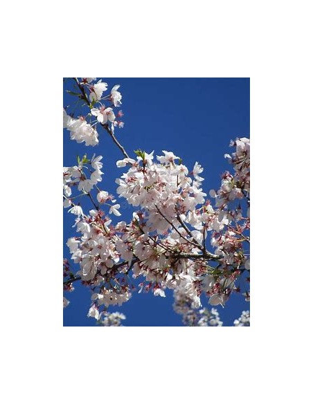 1 Japanese Cherry ''Shogetsu'' (80 cms) Grafts flowering in Mexico - THE KING OF PLANTS