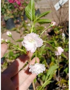 1 Japanese Cherry... 2