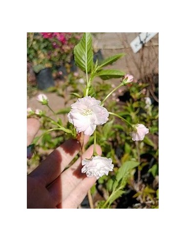 1 Japanese Cherry ''Shogetsu'' (80 cms) Grafts...