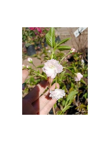 1 Cerezo Japones ''Shogetsu'' (80 cms) Injertos florecientes en Mexico - EL REY DE LAS PLANTAS