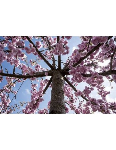 1 Cerezo Japones ''Yamazakura'' Prunus serrulata - Donde adquirir cerezos japoneses en Internet