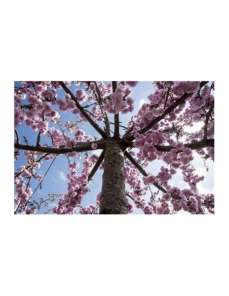 1 Japanese cherry tree ''Yamazakura'' Prunus serrulata - Where to buy Japanese cherry trees on the Internet