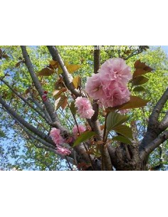 1 Japanese cherry tree... 2