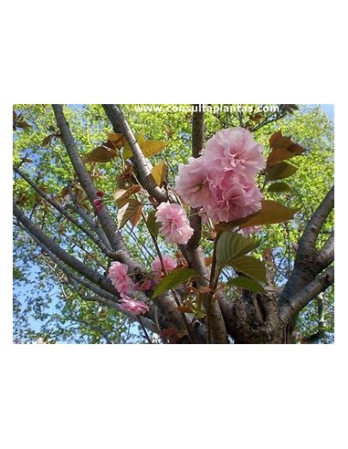 1 Japanese cherry tree ''Yamazakura'' Prunus...