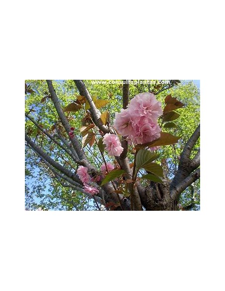 1 Japanese cherry tree ''Yamazakura'' Prunus serrulata - Where to buy Japanese cherry trees on the Internet