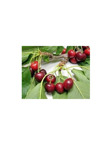 1 Dwarf Cherry tree for pot (50 to 100 cms.) Fructifiers - Producers Veracruz