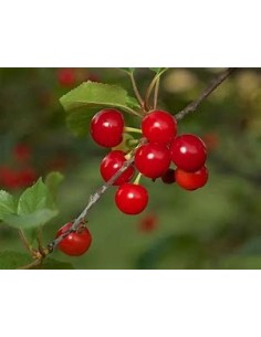 1 Sweet heart cherry tree -...