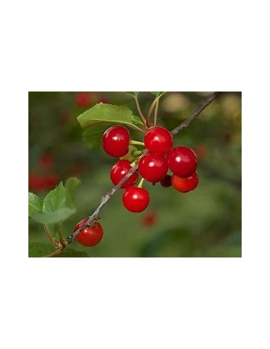 1 Sweet heart cherry tree - Self-pollinating grafts - Order here your first cherry tree and receive it tomorrow