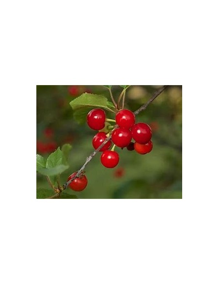 1 Cerezo Corazon dulce - Injertos autopolinizantes - Ordena aquí tu primer cerezo y recibe mañana