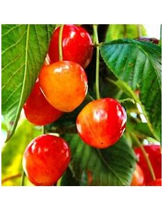 1 Sweet heart cherry tree -... 2