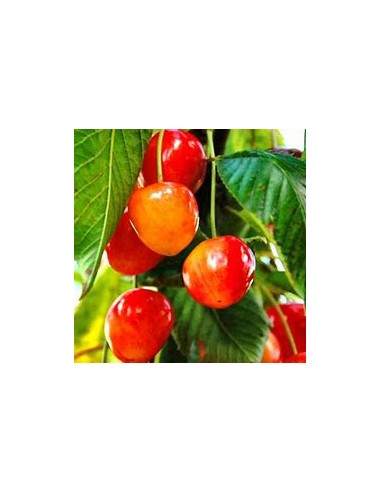 1 Cerezo Corazon dulce - Injertos...