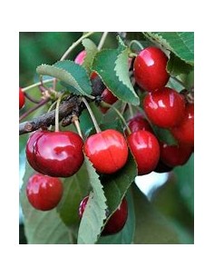 1 Dwarf Lappins cherry for...