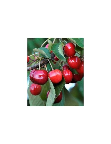 1 Dwarf Lappins cherry for pot - (Prunus avium) grafts that do not grow over 2 meters