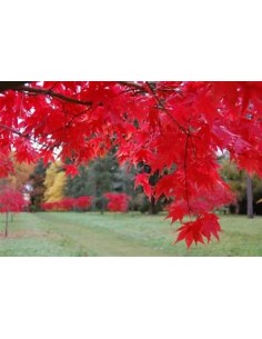 1 Weeping ''Ryuzen'' Maple...