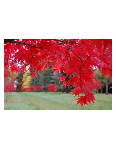 1 Weeping ''Ryuzen'' Maple - Japanese Maple with hanging branches coppery green - Unique in Mexico