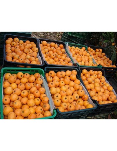 1 Loquat tree (Eryobothria japonica) Worldwide shipping on rarest fruits of the world. also fresh fruit!