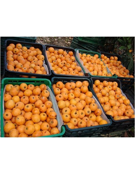 1 Loquat tree (Eryobothria japonica) Worldwide shipping on rarest fruits of the world. also fresh fruit!