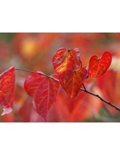 1 Arbol del amor rojo...