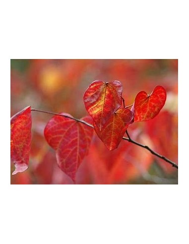 1 Red love tree ''Forest pansy'' - Buy here your Canadian cercis with purple foliage