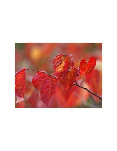1 Arbol del amor rojo ''Forest pansy'' - Compra aquí tu cercis canadienses de follaje morado