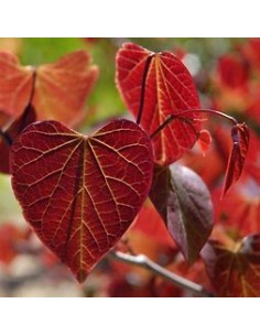 1 Arbol del amor rojo... 2