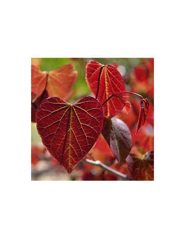 1 Arbol del amor rojo ''Forest pansy'' - Compra...